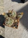 Escobaria missouriensis